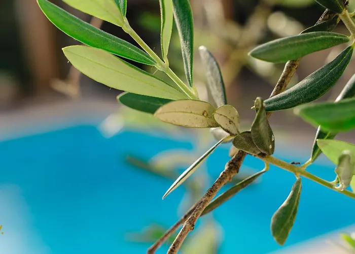 Apartament Enjoy Blue, With Pool & Pets Welcome Novigrad (Istria)